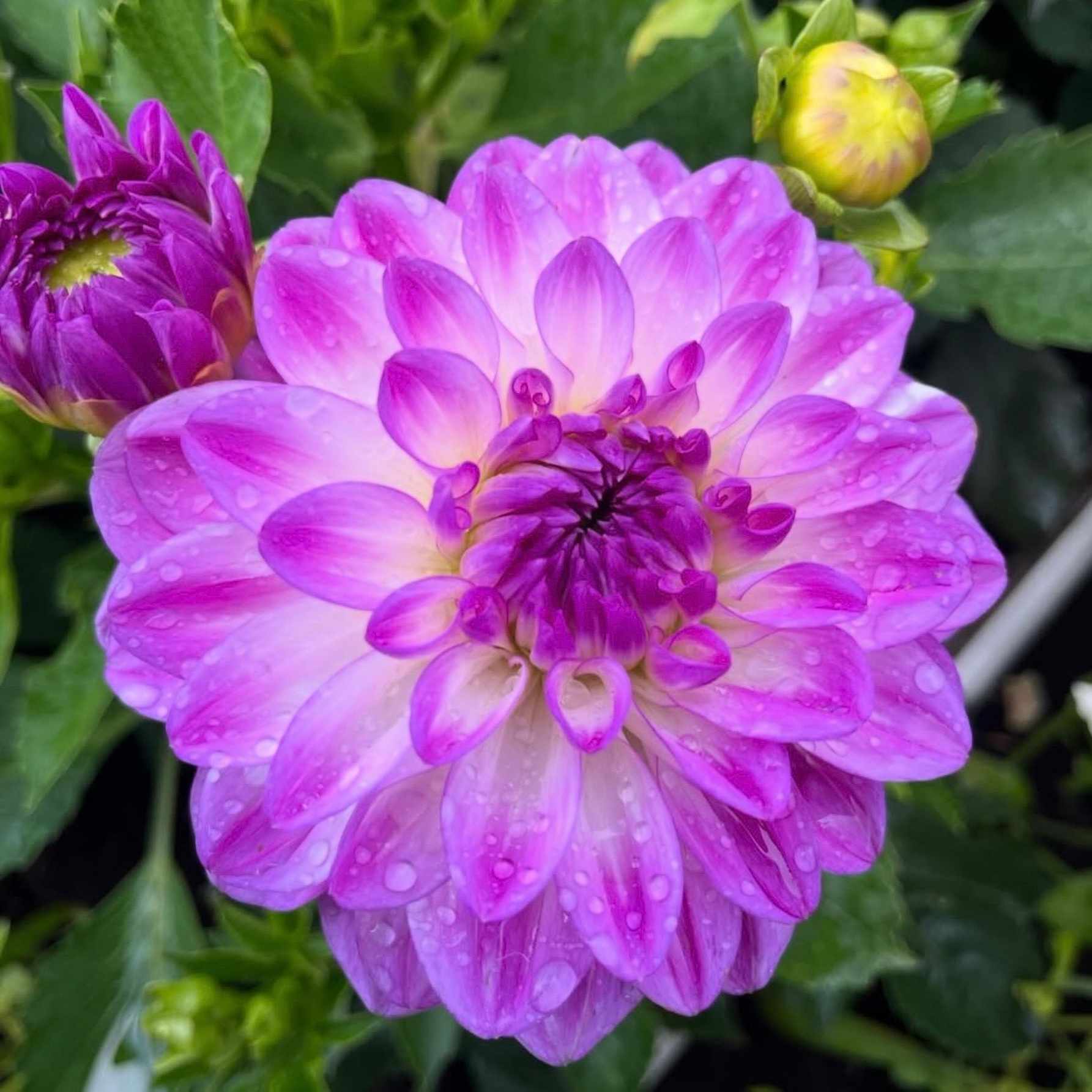 Dália - 'Mediterranee' 1 Dália - 'Mediterranee'