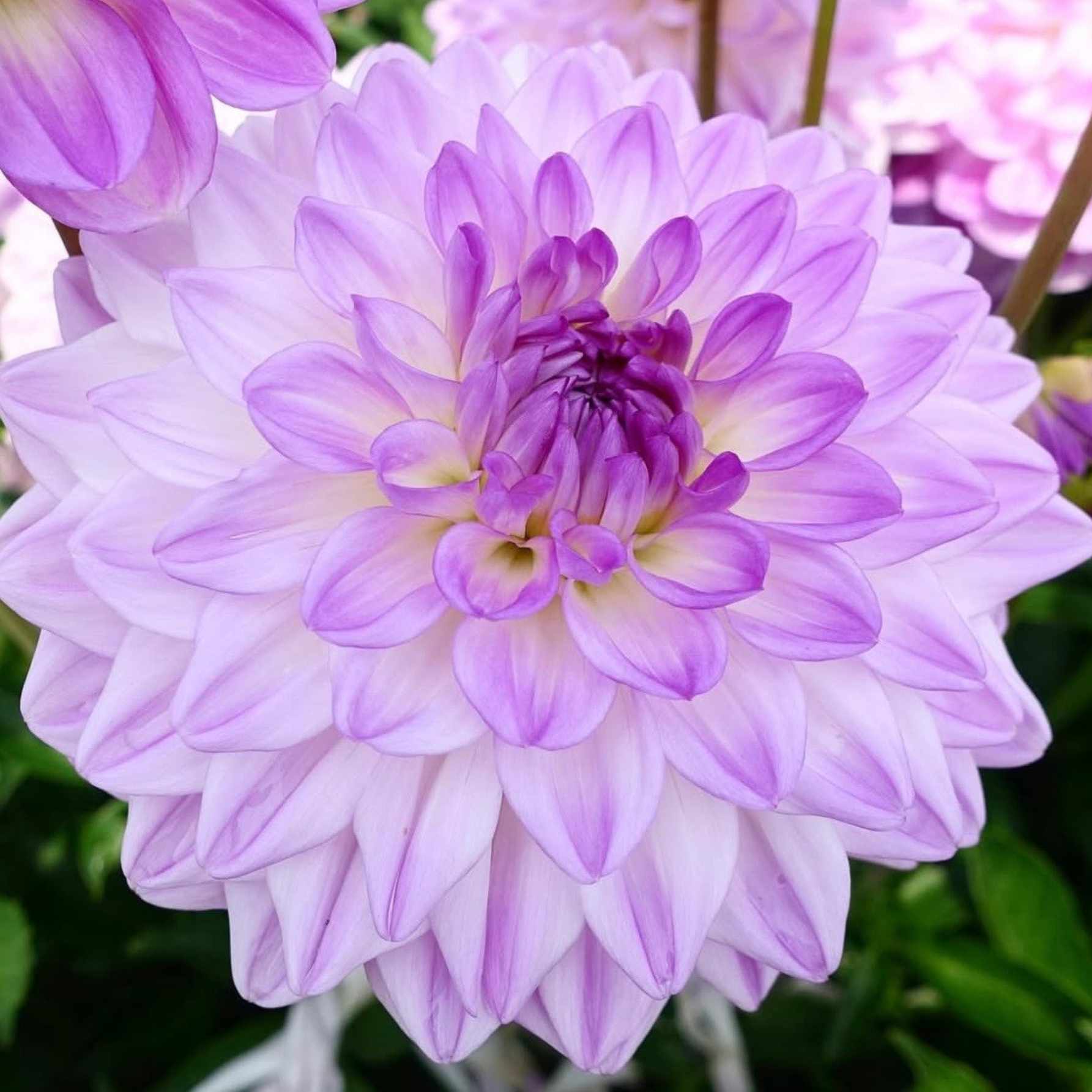 Dália - 'Mediterranee' 2 Dália - 'Mediterranee' - Image 2