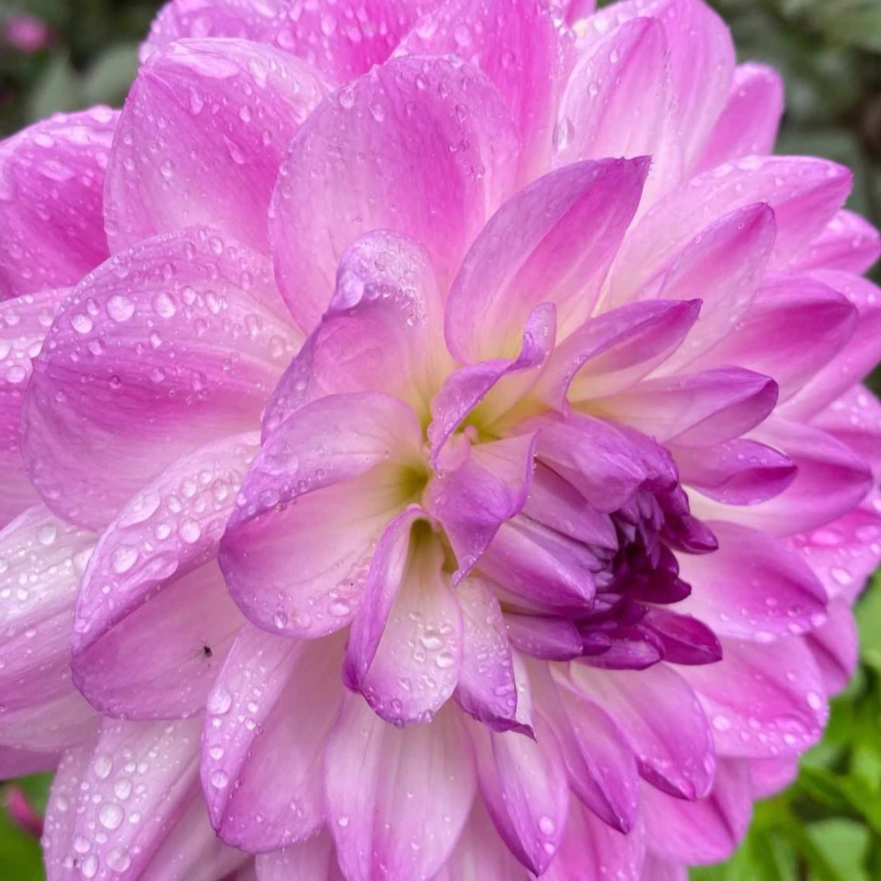 Dália - 'Mediterranee' 3 Dália - 'Mediterranee' - Image 3