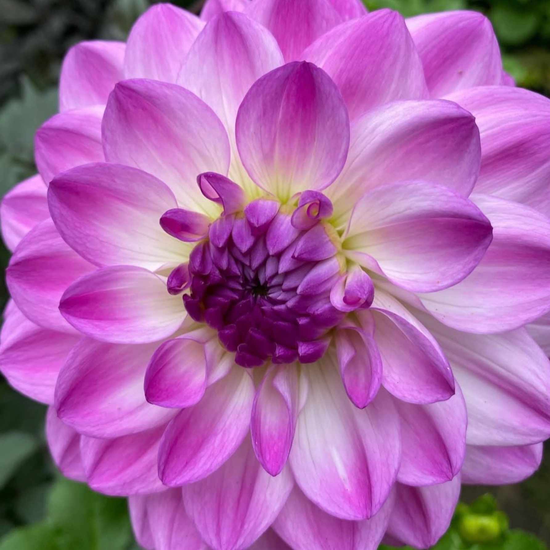 Dália - 'Mediterranee' 4 Dália - 'Mediterranee' - Image 4