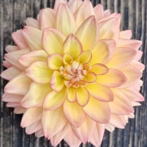 Dália - 'Melody Dora' (törpe)