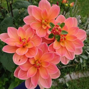 Dália - 'Mister Frans'