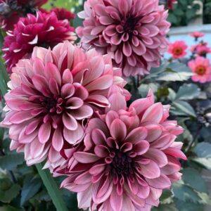 Dália - 'Night Silence'