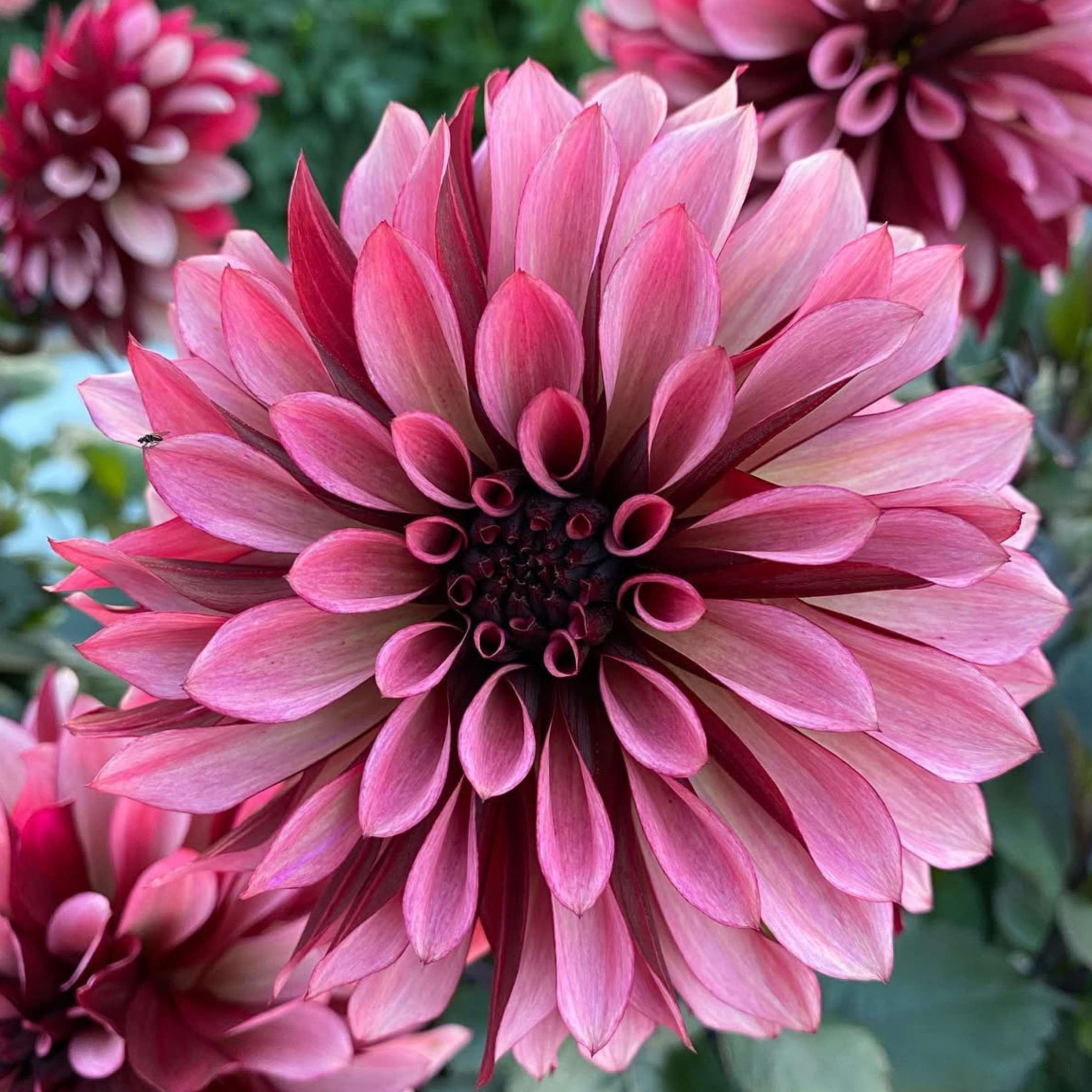 Dália - 'Night Silence' 2 Dália - 'Night Silence' - Image 2