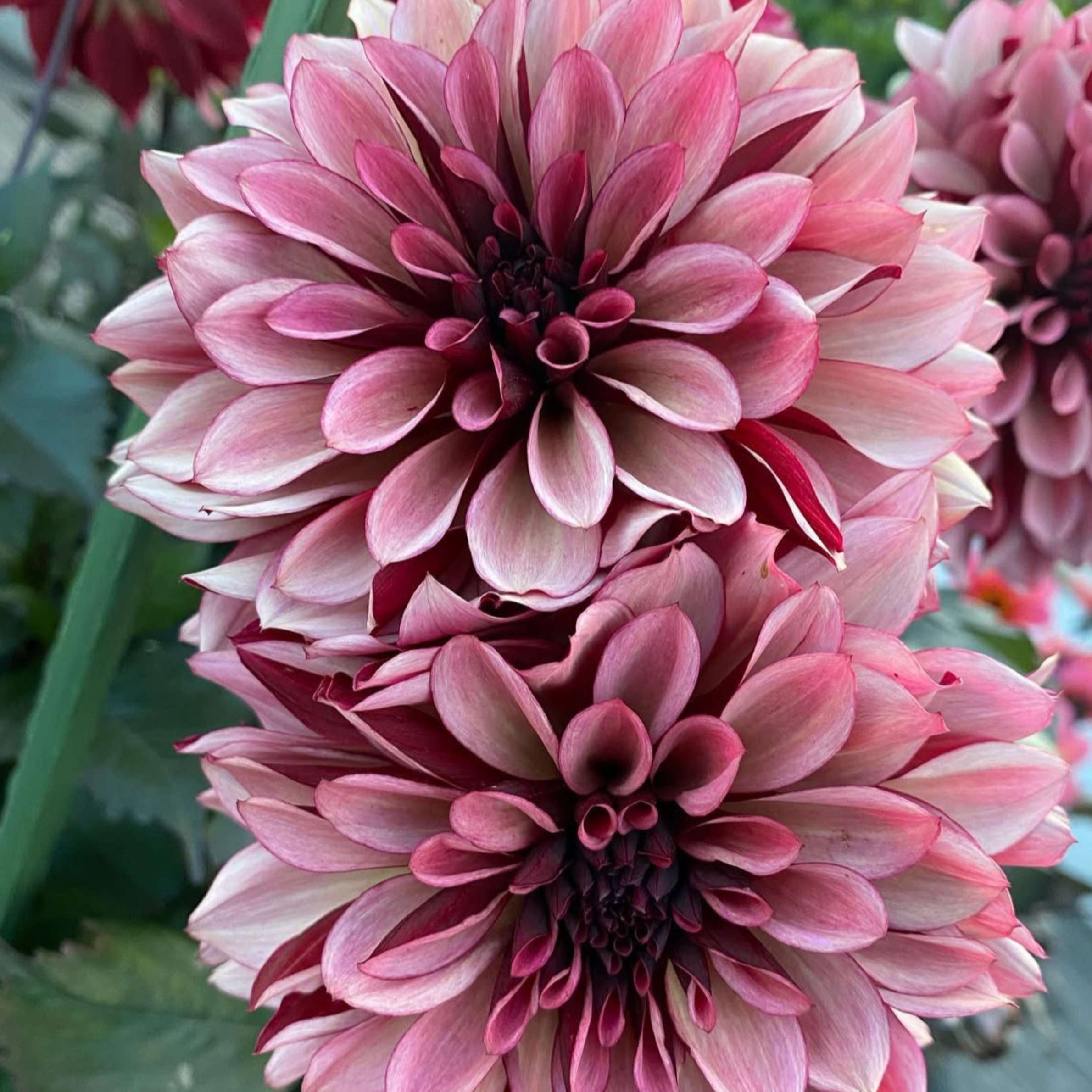 Dália - 'Night Silence' 3 Dália - 'Night Silence' - Image 3