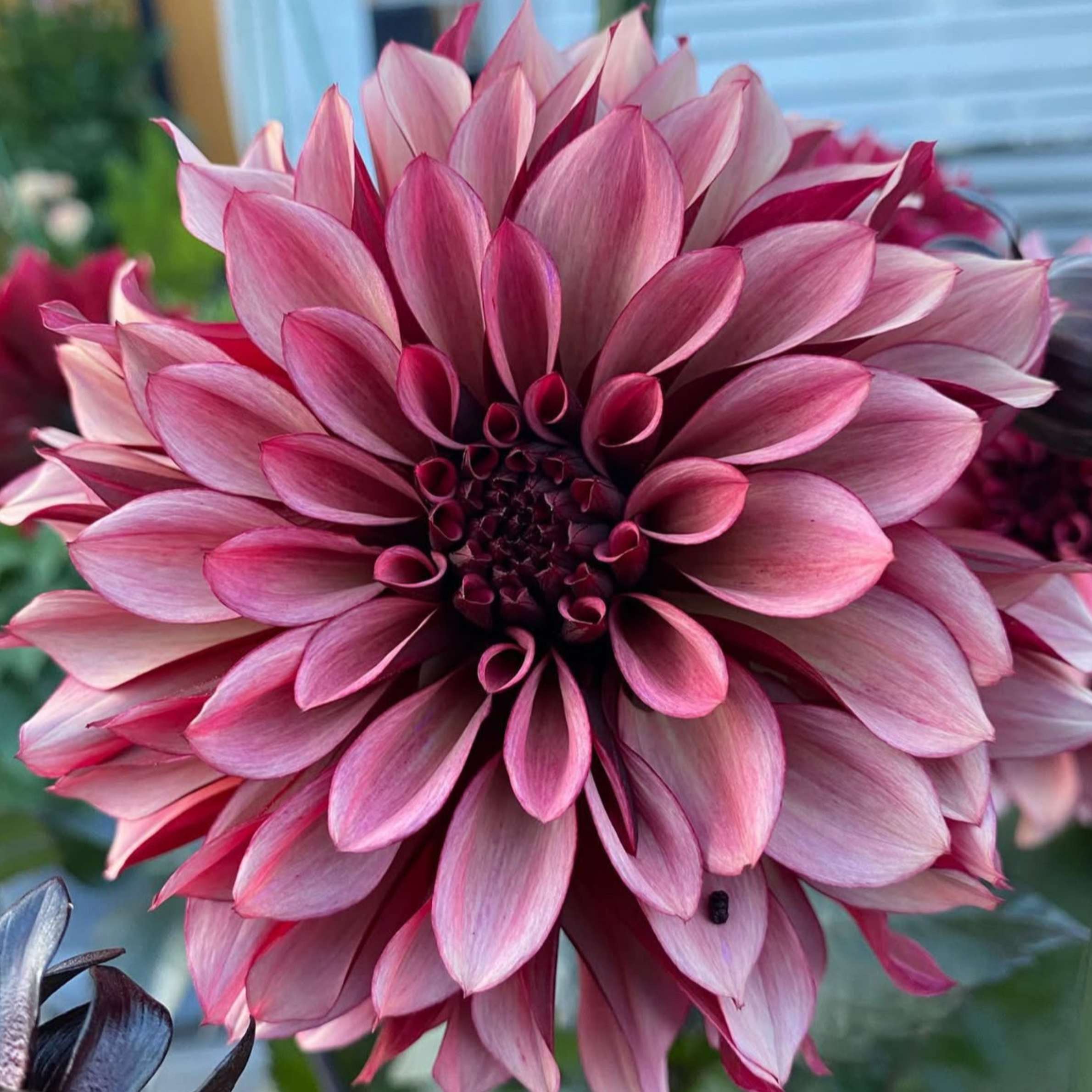 Dália - 'Night Silence' 4 Dália - 'Night Silence' - Image 4