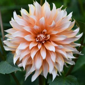 Dália - 'Orange & Snow'