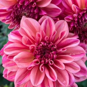 Dália - 'Perch Hill'