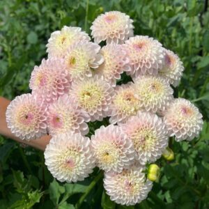 Dália - 'Pink Pearl'