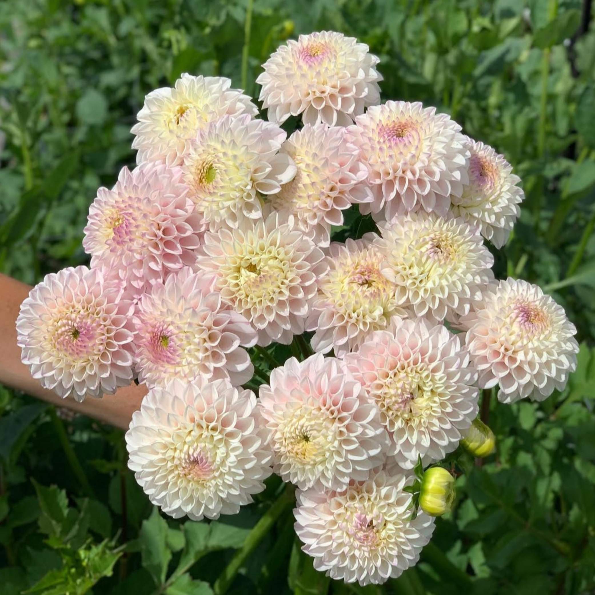 Dália - 'Pink Pearl' 1 Dália - 'Pink Pearl'