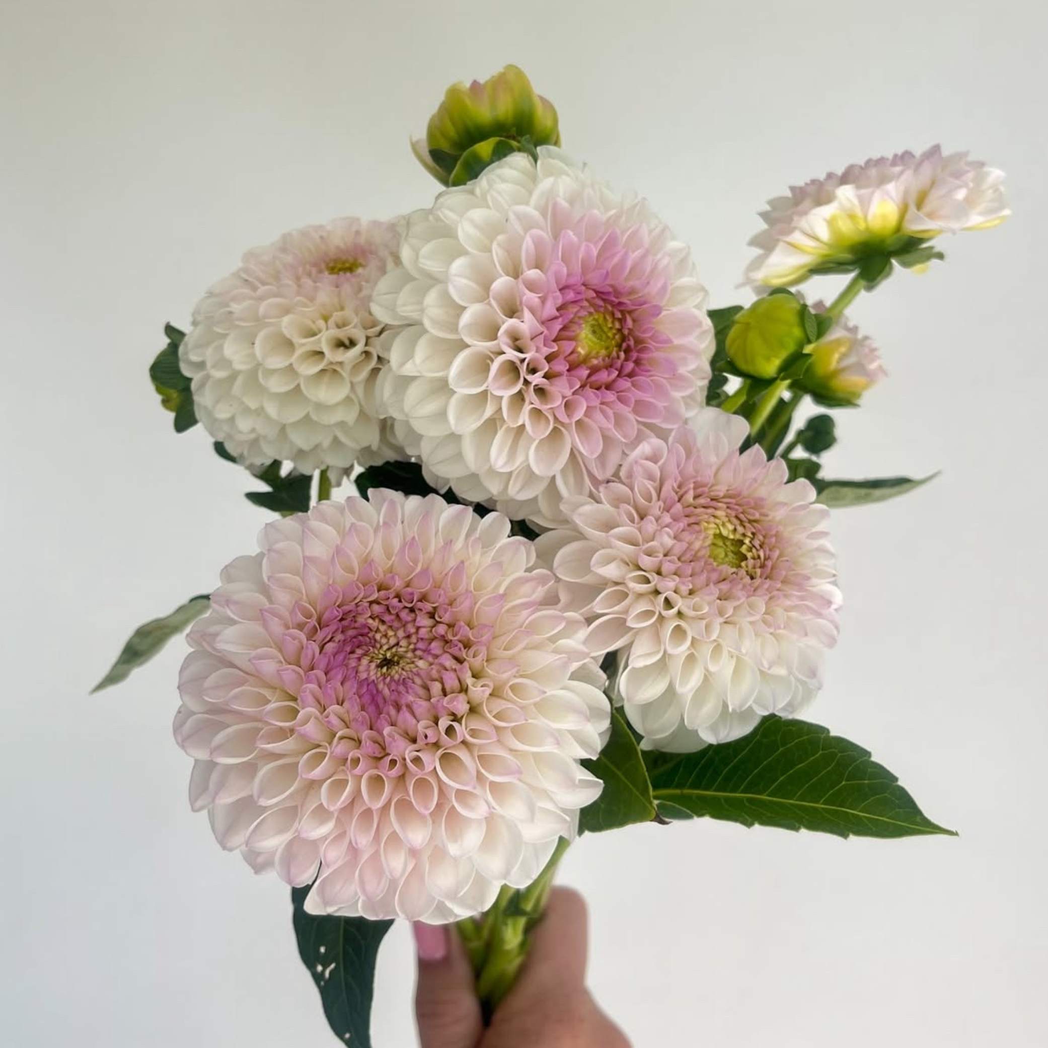 Dália - 'Pink Pearl' 2 Dália - 'Pink Pearl' - Image 2