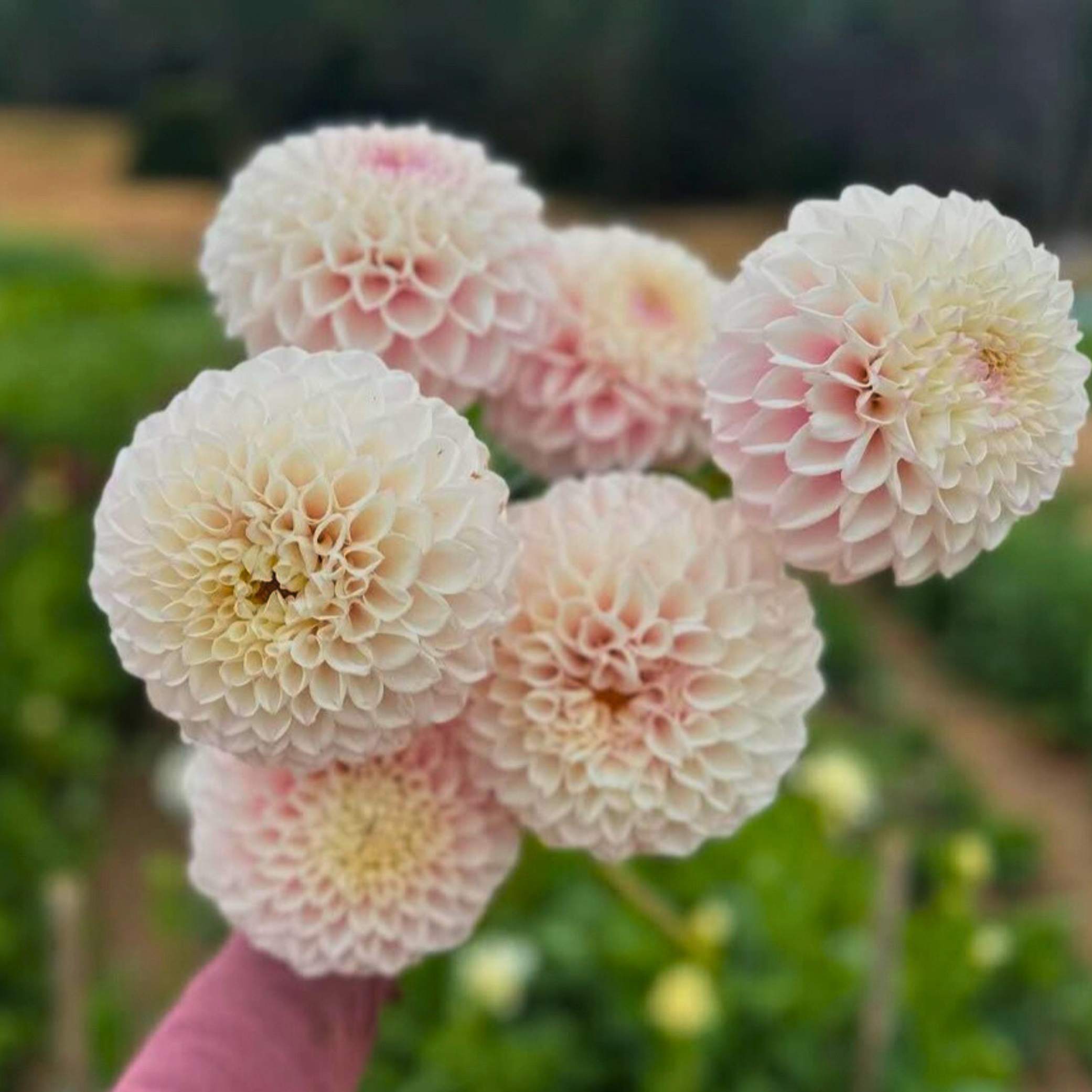 Dália - 'Pink Pearl' 3 Dália - 'Pink Pearl' - Image 3