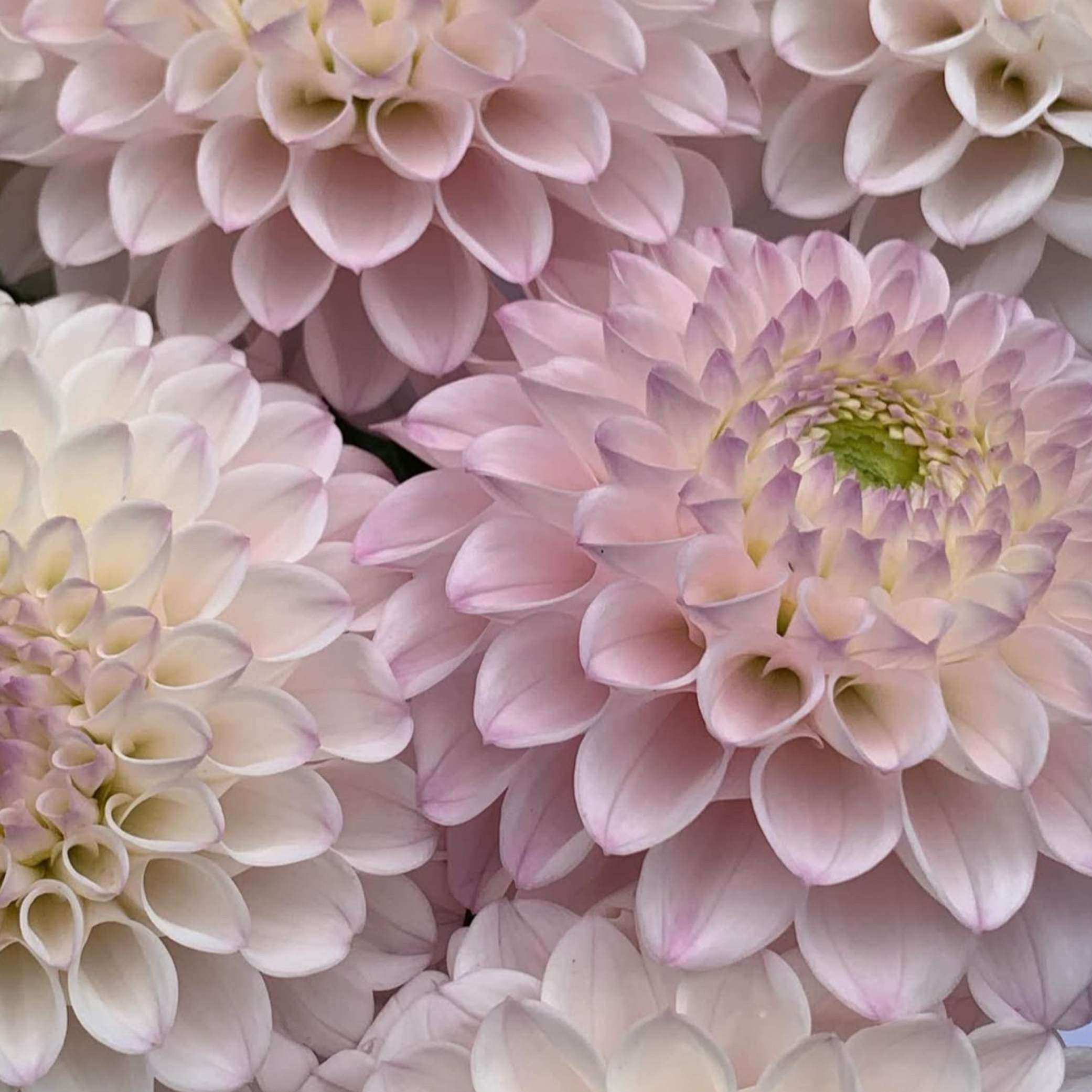 Dália - 'Pink Pearl' 4 Dália - 'Pink Pearl' - Image 4