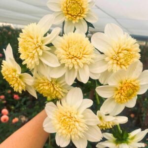 Dália - 'Platinum blonde'