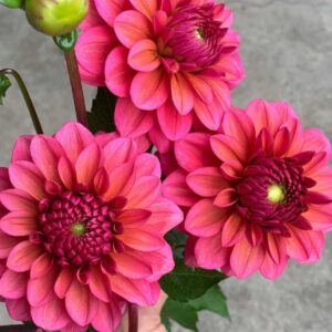 Dália - 'Salmon Runner'