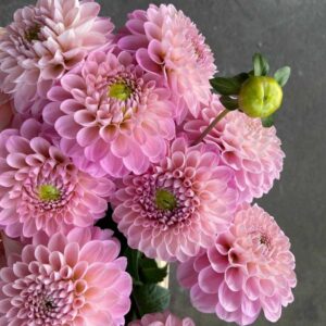 Dália - 'Sweet Nathalie'