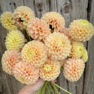 Dália - 'Sweet Suzanne'