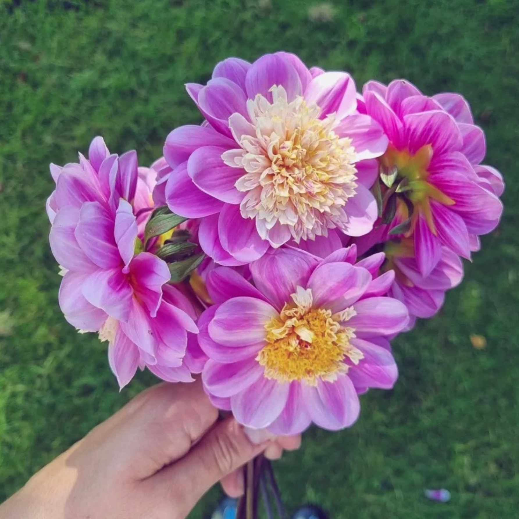 Dália - 'Take Off' 4 Dália - 'Take Off' - Image 4