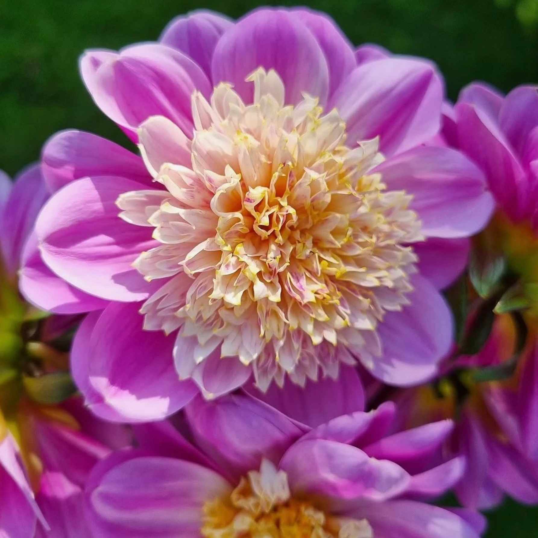 Dália - 'Take Off' 3 Dália - 'Take Off' - Image 3