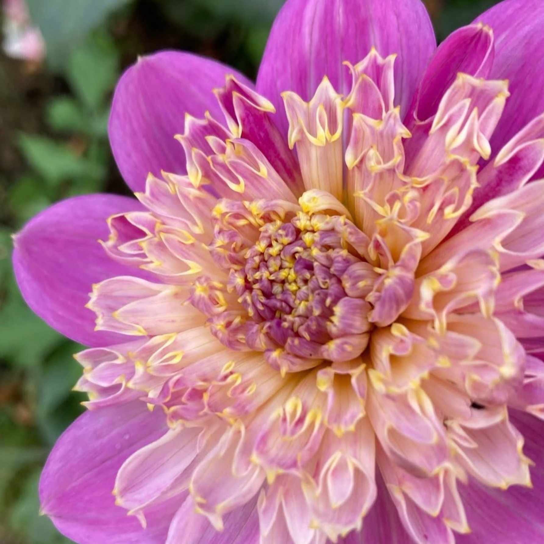 Dália - 'Take Off' 2 Dália - 'Take Off' - Image 2