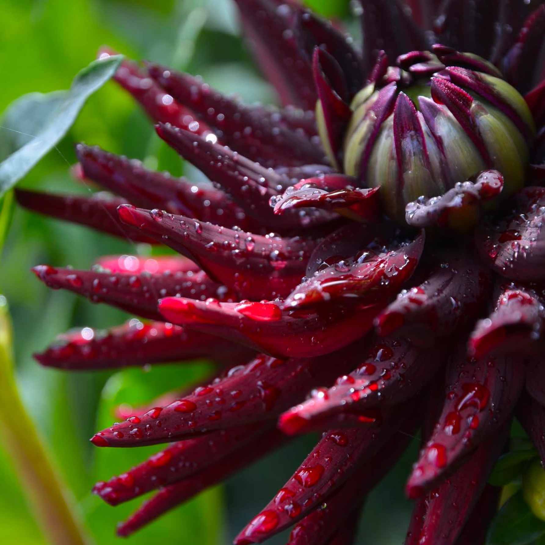 Dália - 'Tamburo' 4 Dália - 'Tamburo' - Image 4