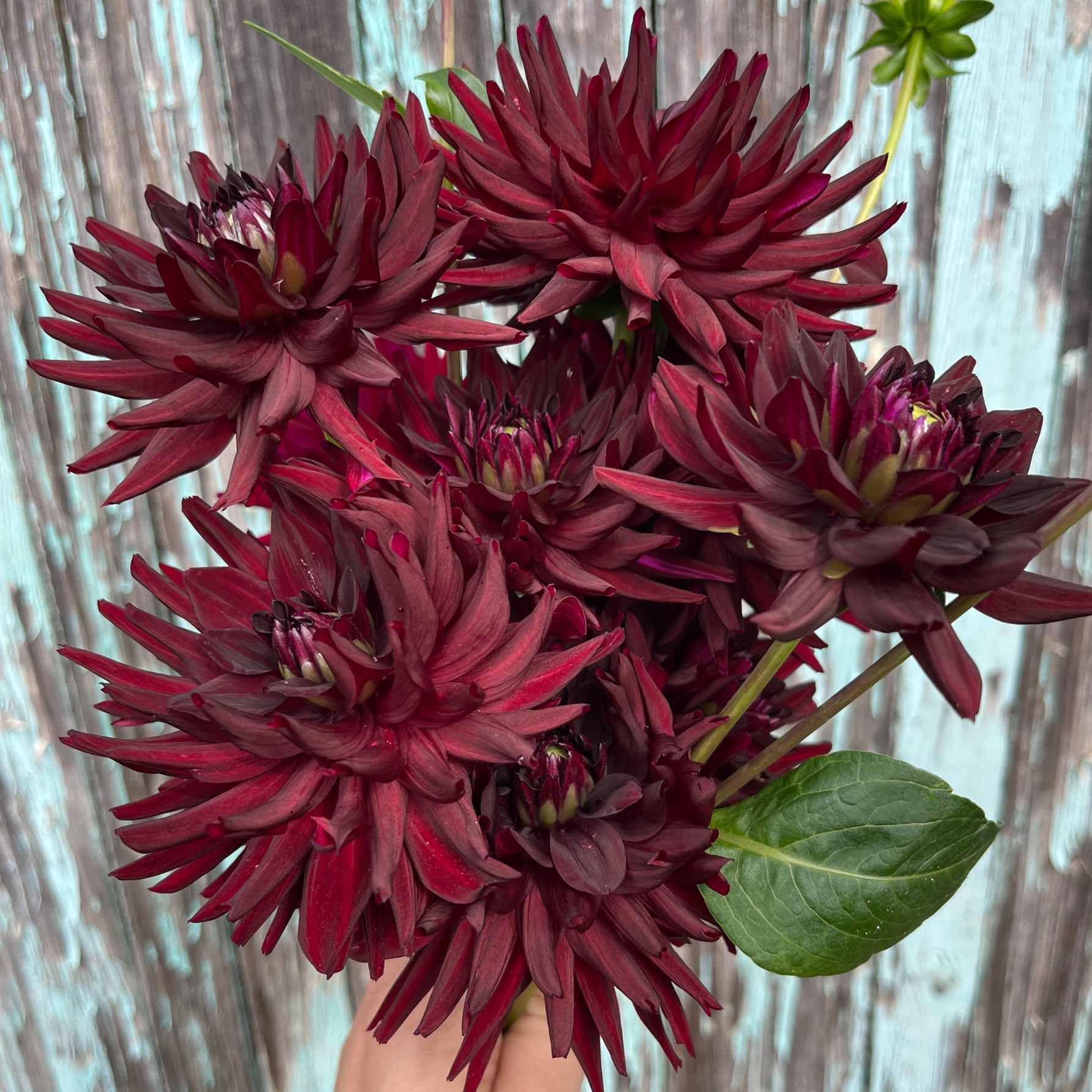 Dália - 'Tamburo' 1 Dália - 'Tamburo'