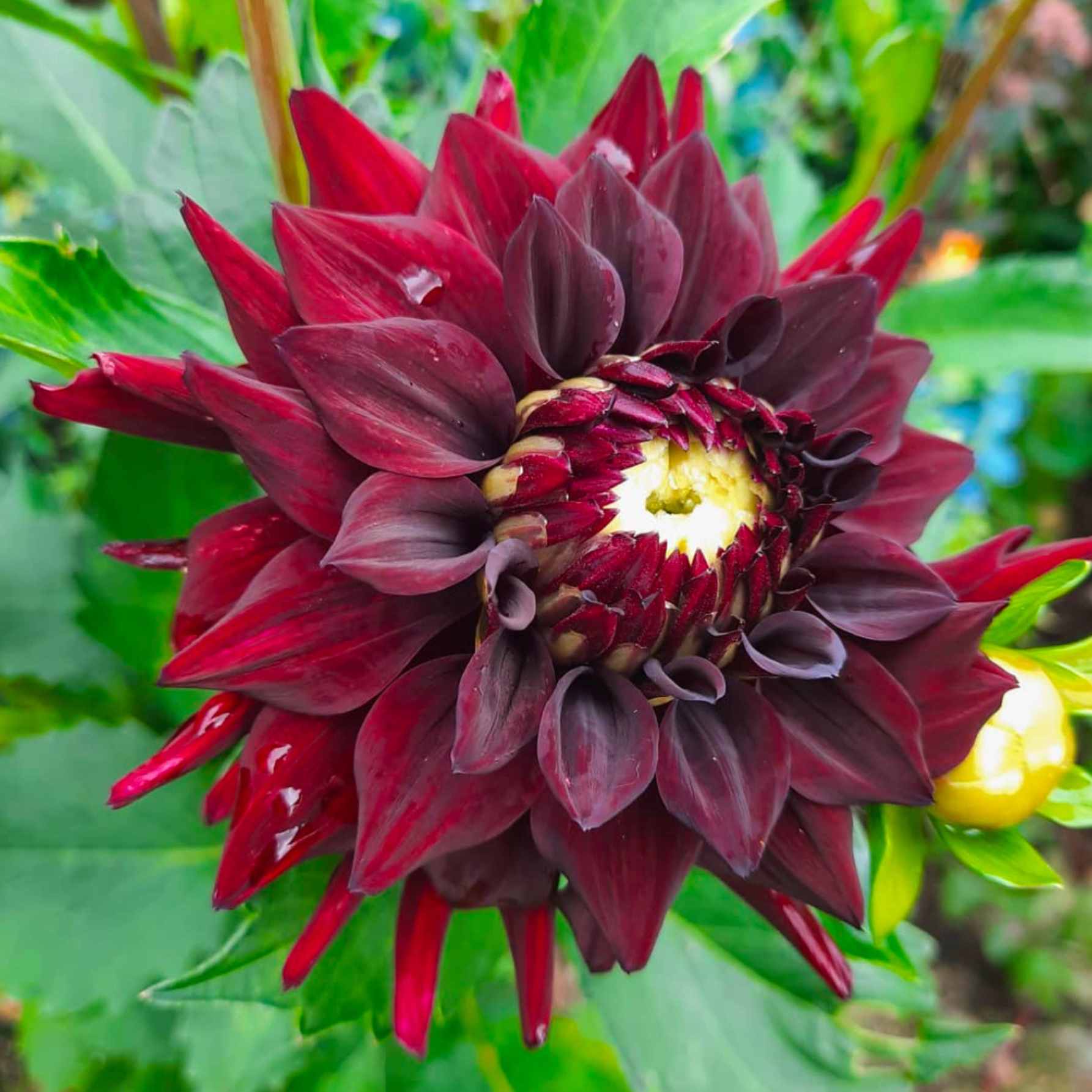 Dália - 'Tamburo' 3 Dália - 'Tamburo' - Image 3