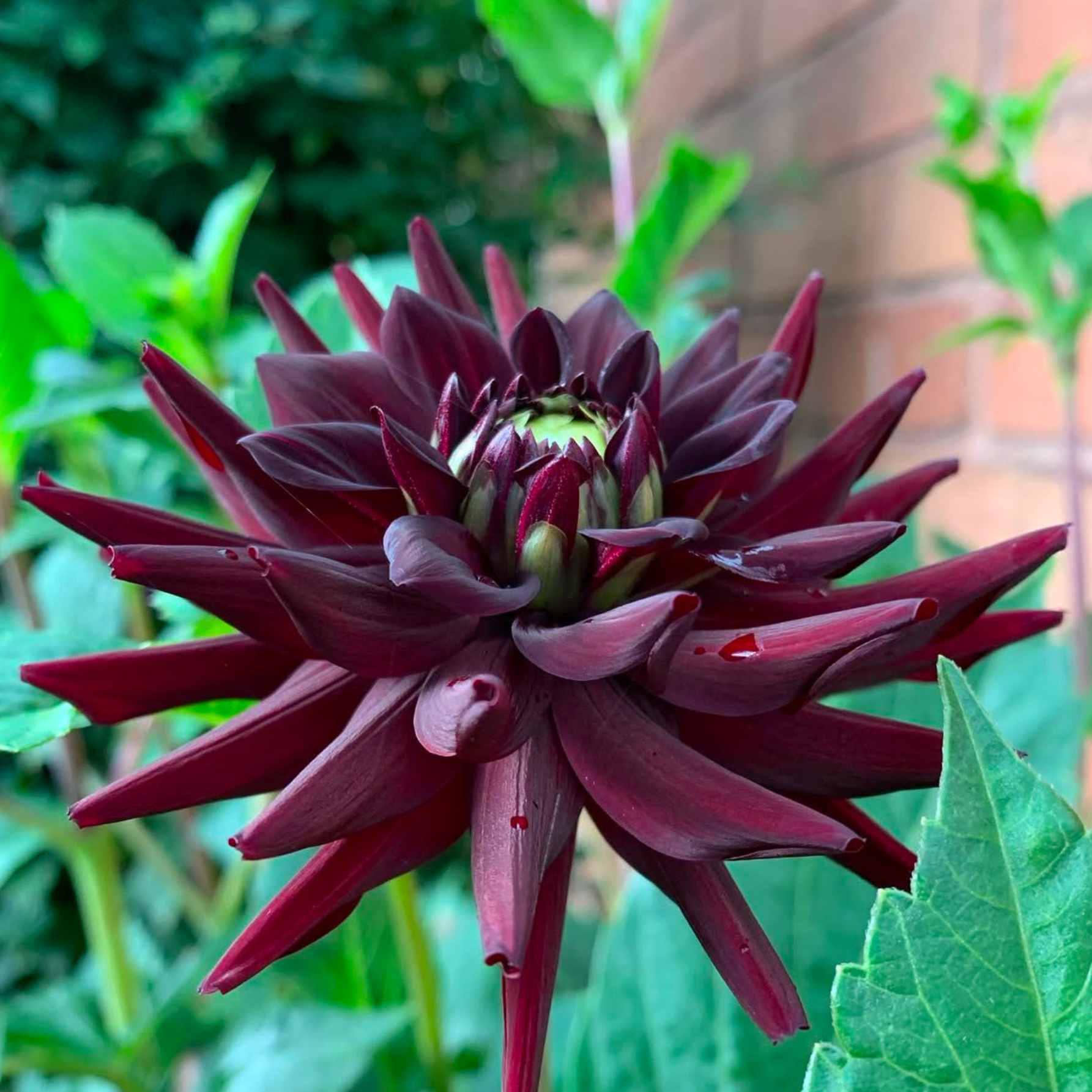 Dália - 'Tamburo' 2 Dália - 'Tamburo' - Image 2