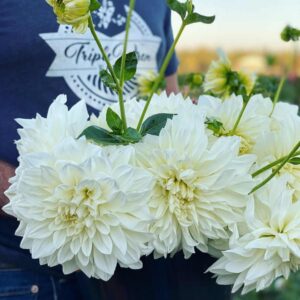 Dália - 'White Perfection'