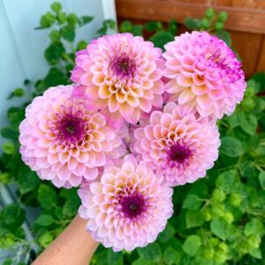 Dália - 'Wine Eyed Jill'