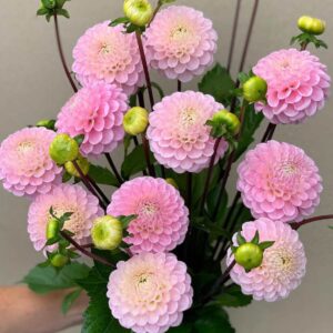 Dália - 'Wizard of Oz'