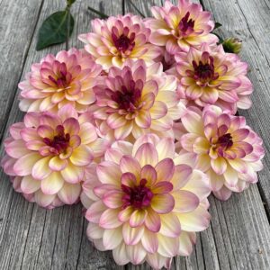 Dália - 'Zingaro' (törpe)