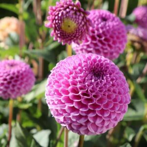 Dália - 'Zippity Do Da'