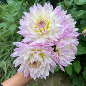 Dália - 'Crazy Love'