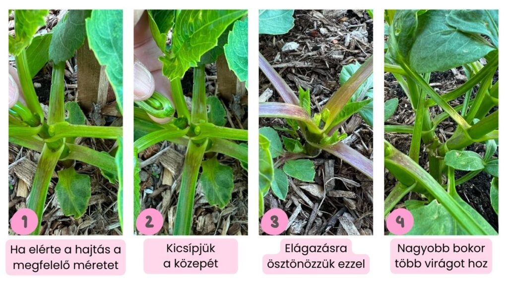 daliak ultetese es gondozasa 01