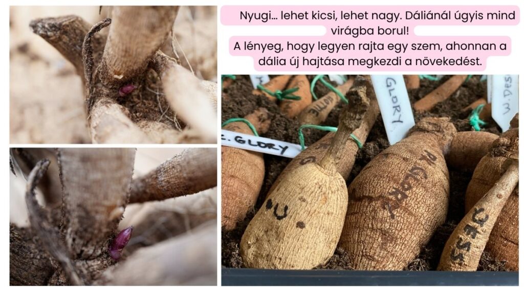 daliak ultetese es gondozasa 02