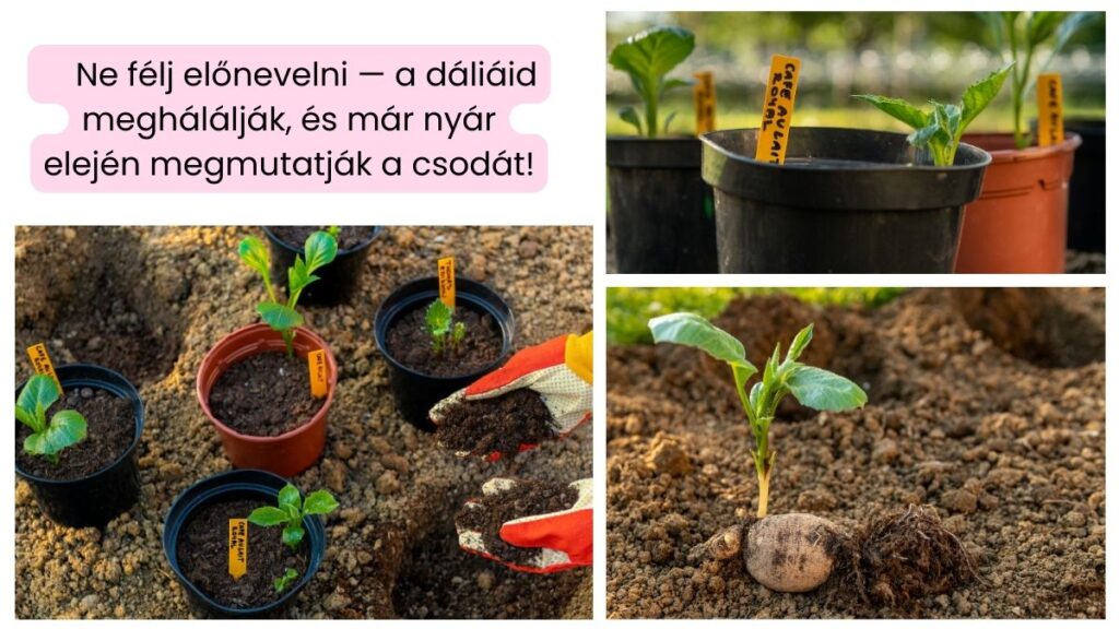 daliak ultetese es gondozasa 03