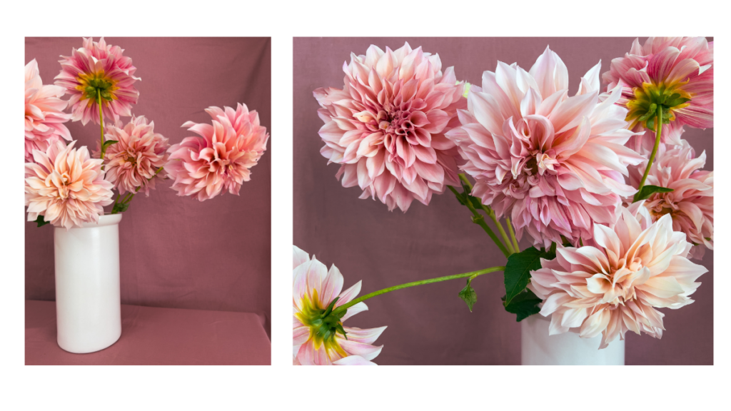 daliak ultetese es gondozasa 04