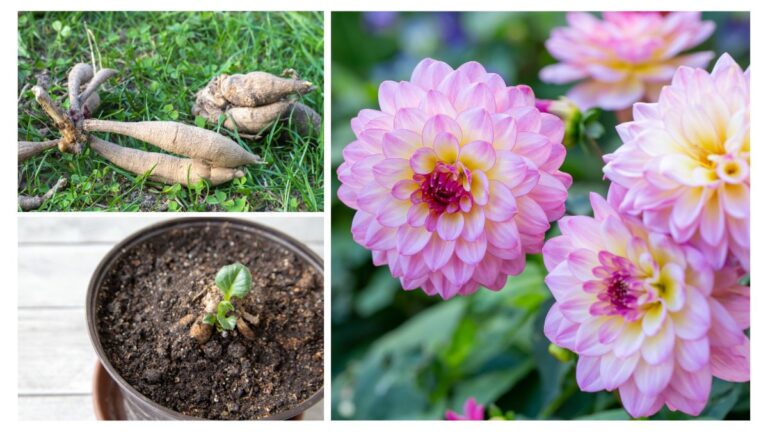 daliak ultetese es gondozasa 06