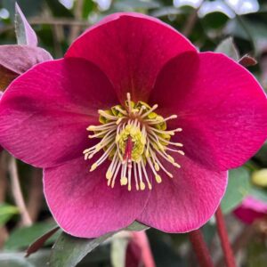 Hunyor - Helleborus Frostkiss ‘Anna’s Red’