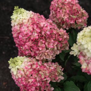 Bugás Hortenzia ‘Living Colourful Cocktail’ - Hydrangea paniculata K1