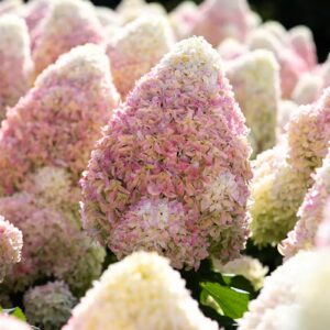 Bugás Hortenzia ‘Living Candy Love’ - Hydrangea paniculata K1