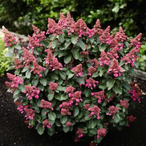 Bugás Hortenzia ‘Living Infinity’ - Hydrangea paniculata K1