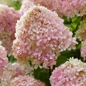 Bugás Hortenzia ‘Living Little Love’ - Hydrangea paniculata K1