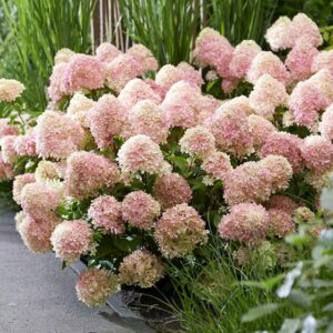 ‘Living Little Love’ - Bugás Hortenzia - Hydrangea paniculata