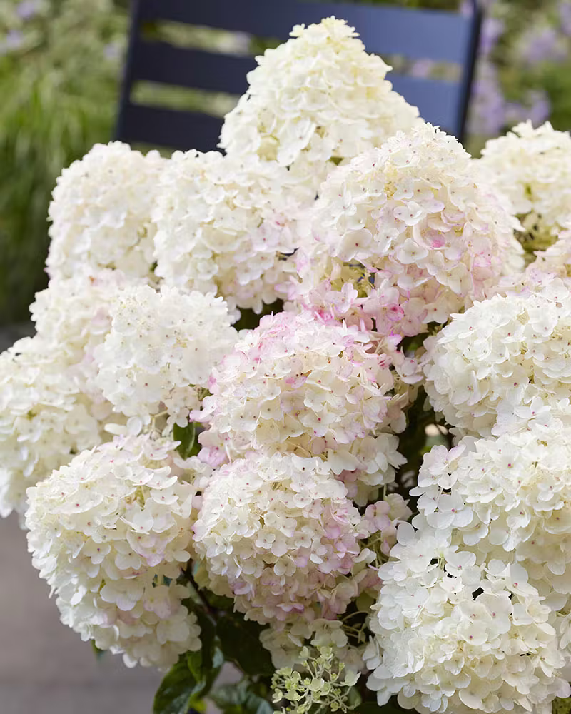 Bugás Hortenzia ‘Living Little Rosy’ - Hydrangea paniculata K1 3 Bugás Hortenzia ‘Living Little Rosy’ - Hydrangea paniculata K1 - Image 3