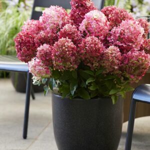 Bugás Hortenzia ‘Living Little Rosy’ - Hydrangea paniculata K1