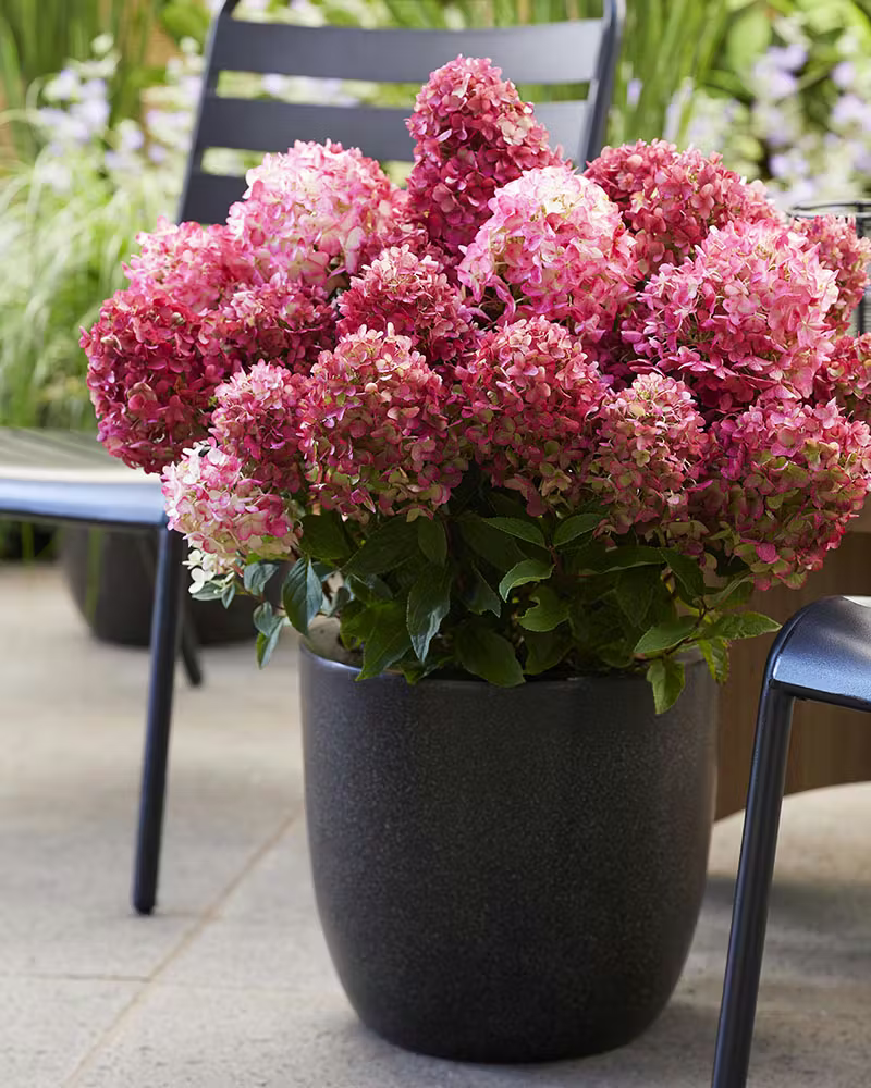 Bugás Hortenzia ‘Living Little Rosy’ - Hydrangea paniculata K1 1 Bugás Hortenzia ‘Living Little Rosy’ - Hydrangea paniculata K1