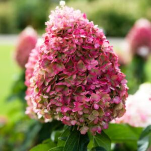 Bugás Hortenzia ‘Living Pinky Promise’ - Hydrangea paniculata K1