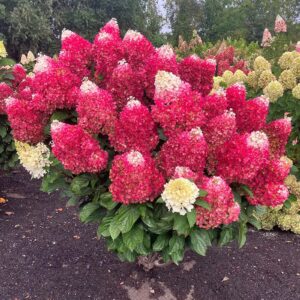 Bugás Hortenzia ‘Living Red Velvet’ - Hydrangea paniculata K1